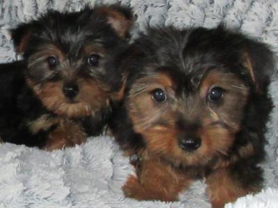 Yorkshire Terrier puppies in Carlow